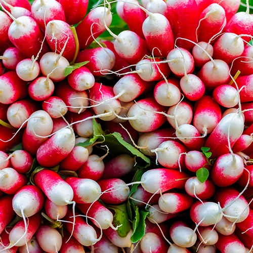 Radis de printemps flamboyant