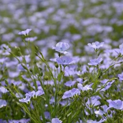 Lin d'hiver oléagineux 1kg