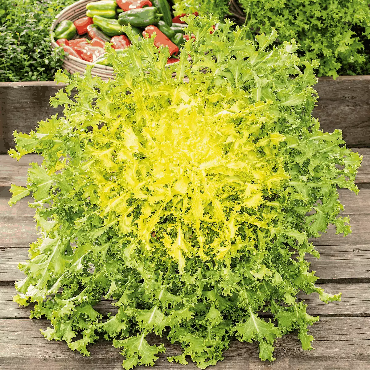 Chicoree frisée grosse pancaliere