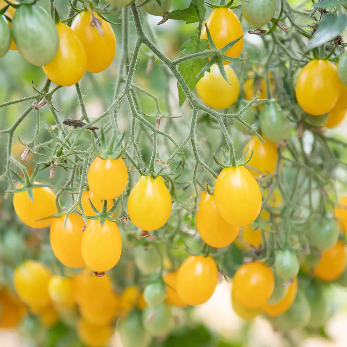 Tomate cerise dattelwein