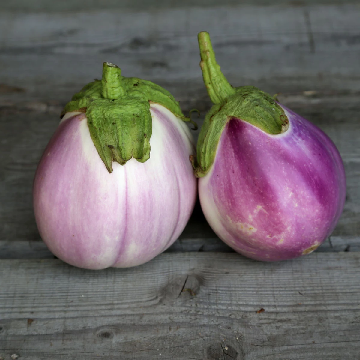 Aubergine rotonda des bianca