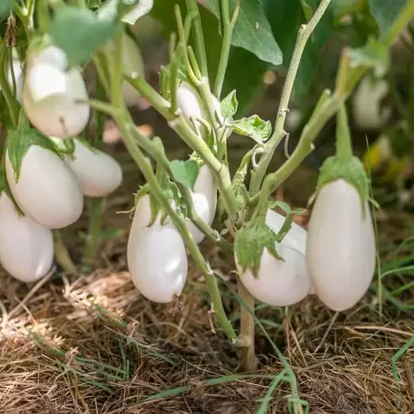 Aubergine blanche dourga