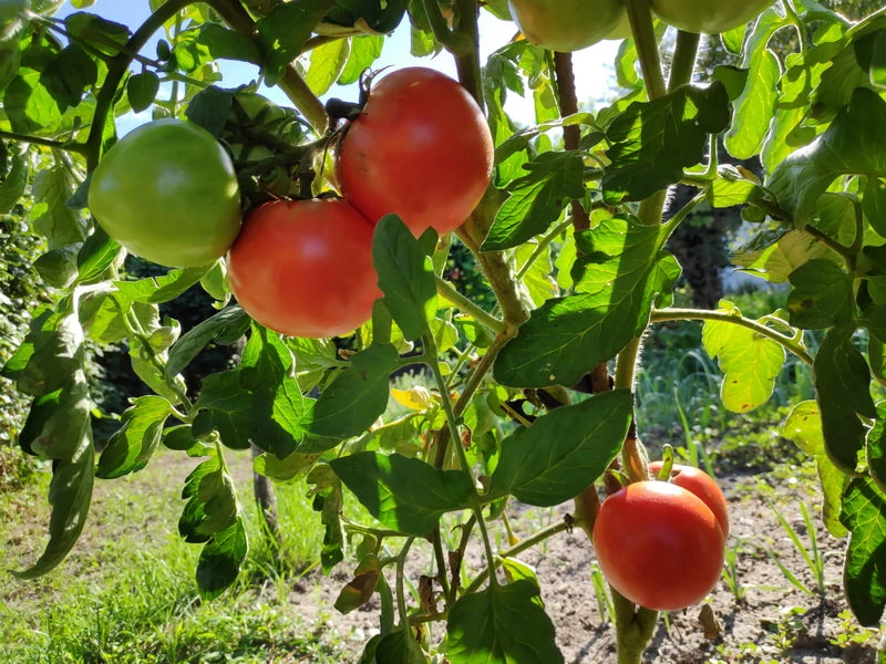 Tomate de paudex