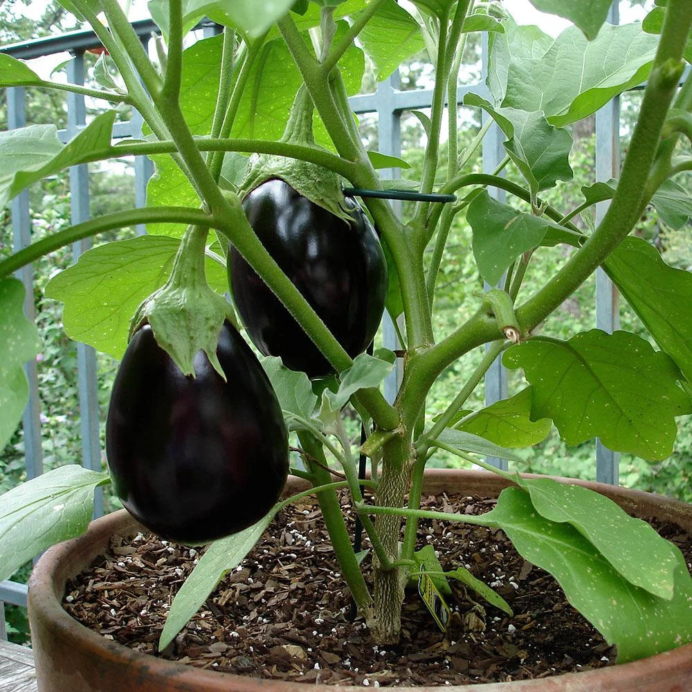 Aubergine impérial black beauty