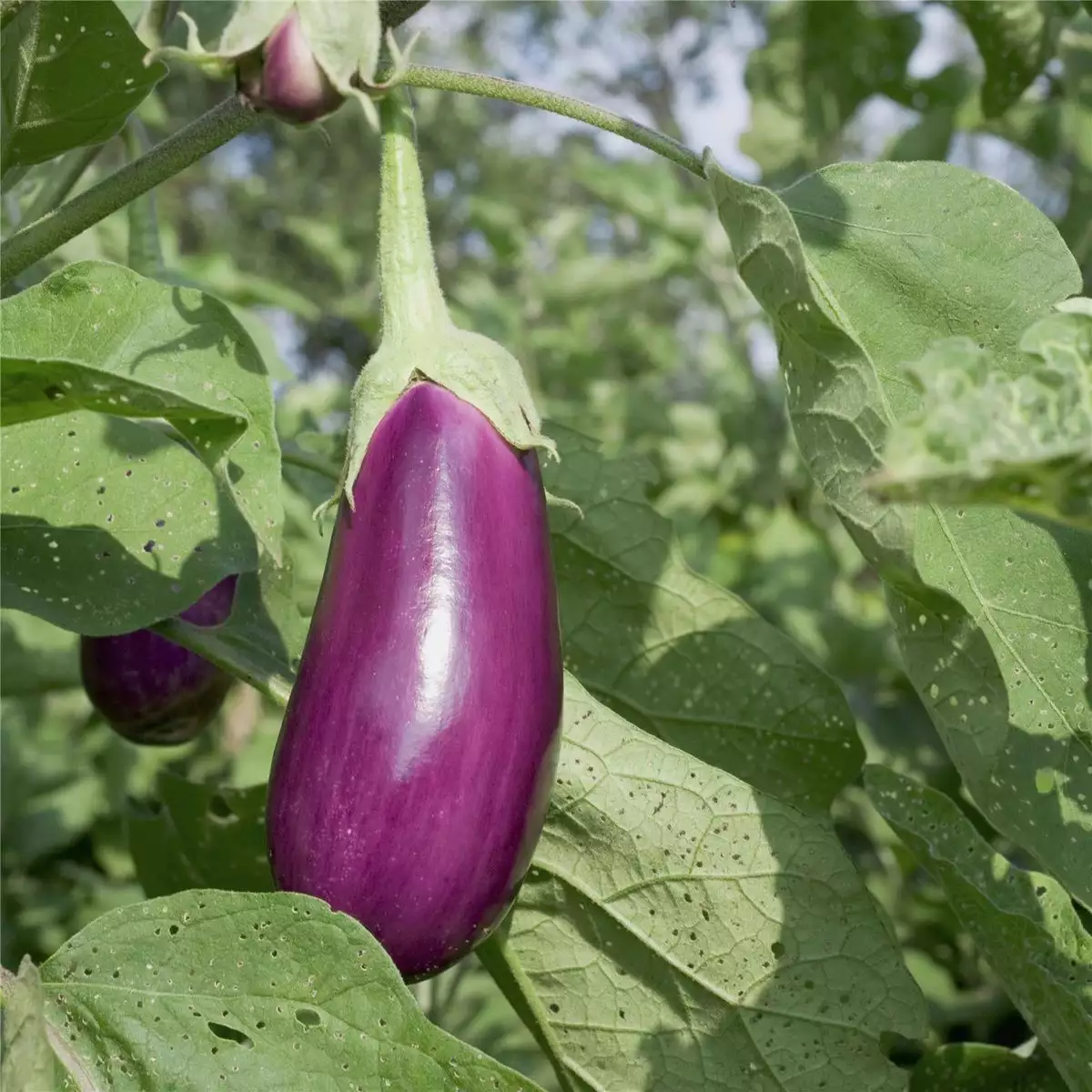 Aubergine violette de Toulouse