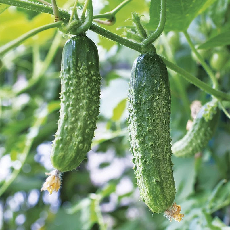 Cornichon vert petit de Paris