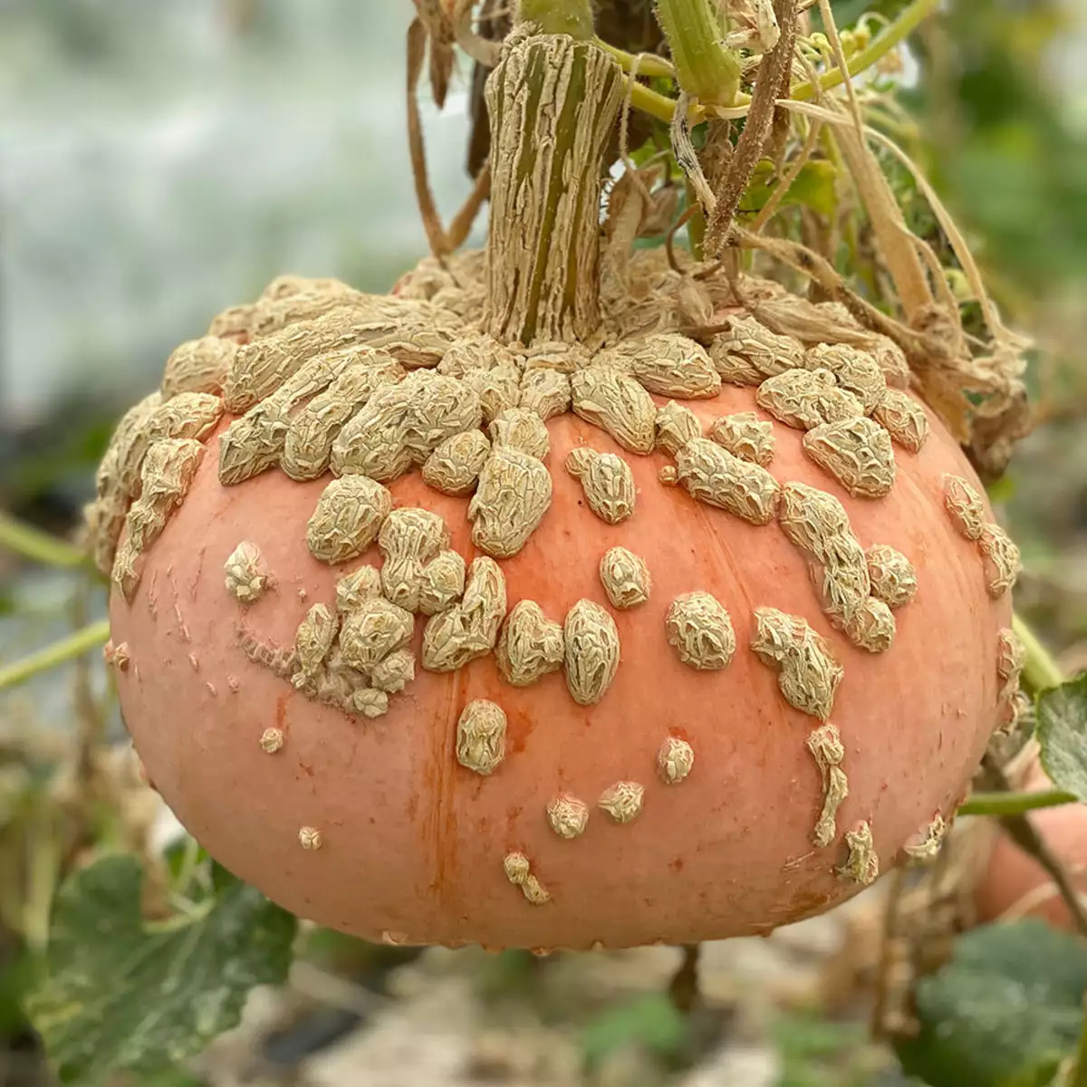 Courge maxima galeuse d'eysines