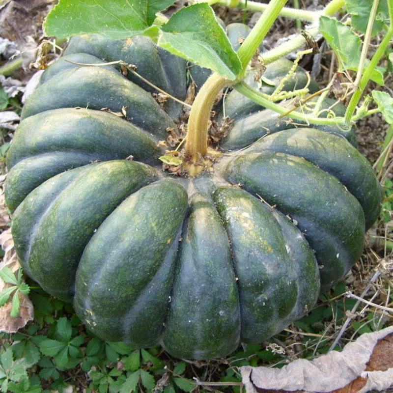 Courge moschata fustu black