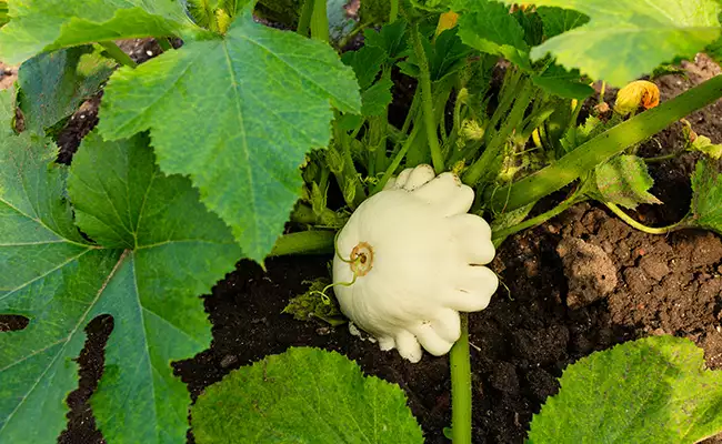 Courge pepo patisson blanc