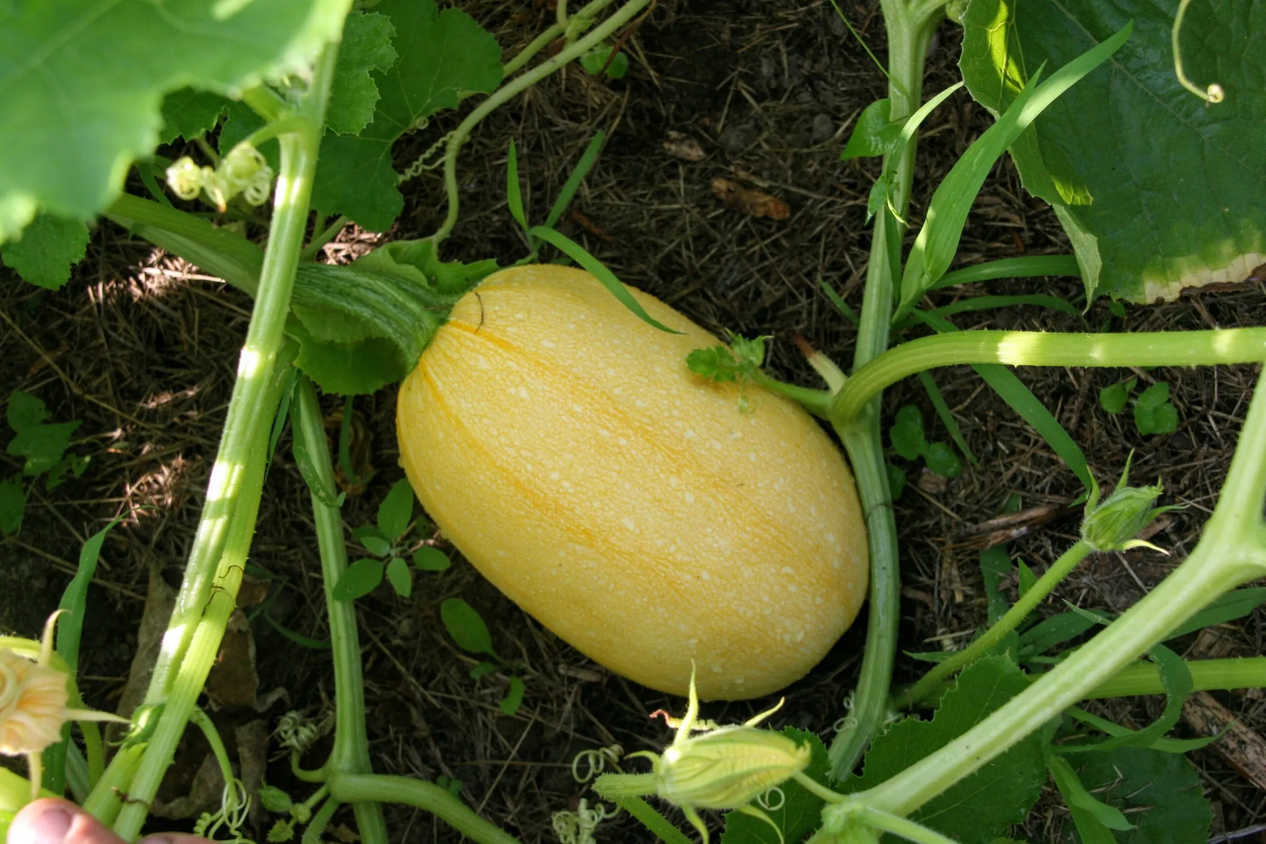 Courge spaghetti