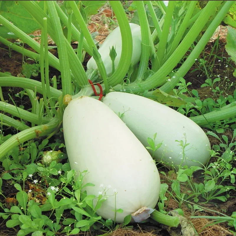 Courgette blanche d'Egypte