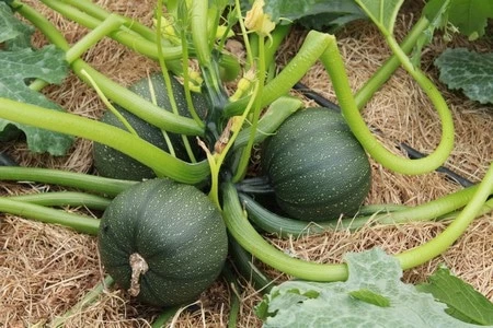 Courgette ronde de Nice