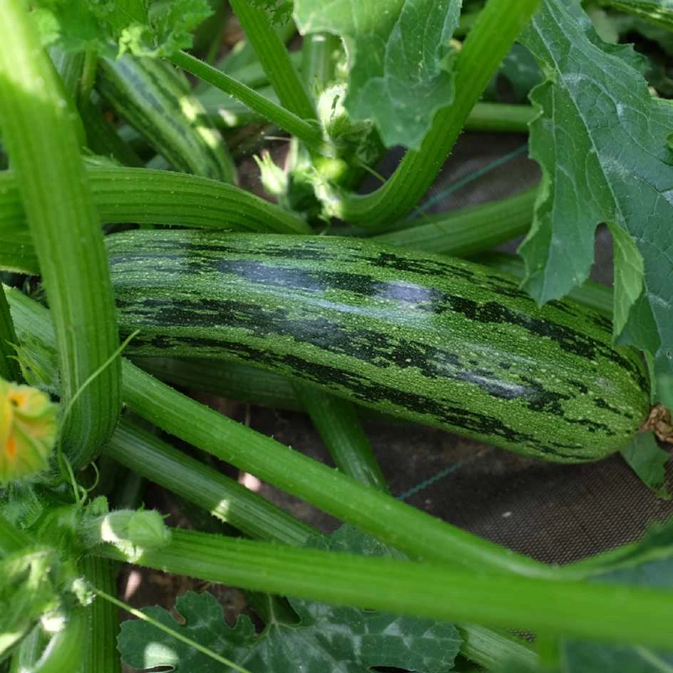 Courgette striée de nimba