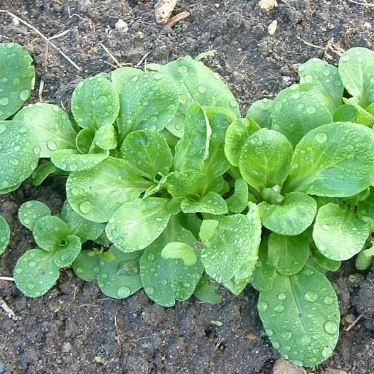 Mache verte de cambrai