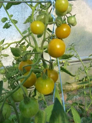 Tomate cerise vert jaune caramel