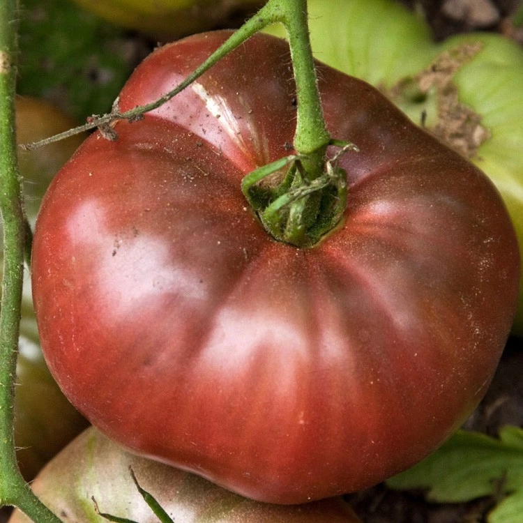 Tomate cherokee purple