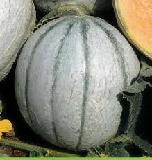 melon cantaloup vedrentais super précoce du roc