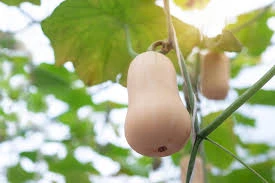 Courge Butternut