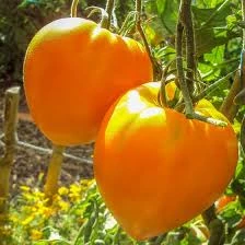 tomate coeur de boeuf orange