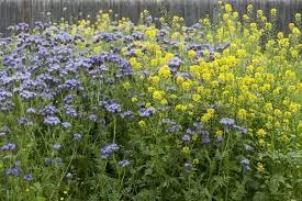 mélange engrais vert gelif